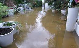 Paved pathway through a garden